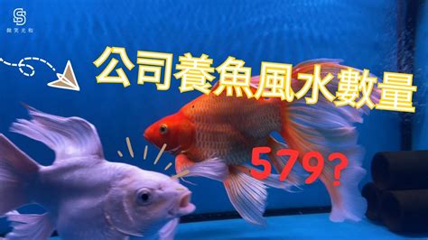 風水魚要養幾隻|養魚招財：新手必看